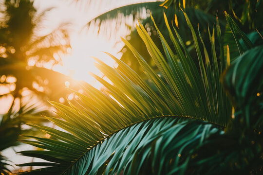 Green leaf of a tropical palm tree in the sunset light