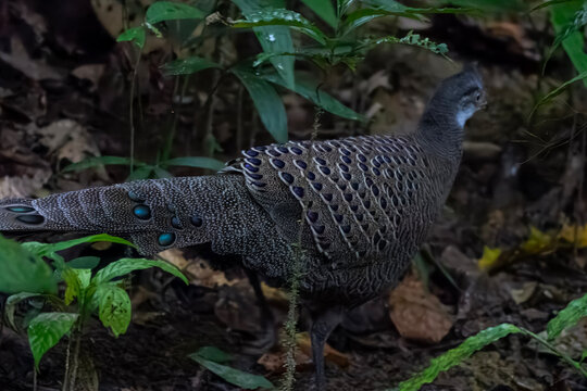 grey peacock-pheasant or Polyplectron bicalcaratum, also known as Burmese peacock-pheasant, Dehing Patkai, Assam, India