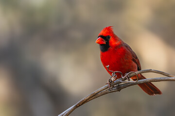 Male cardinal perched on a vine