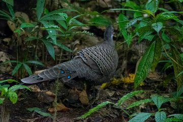 grey peacock-pheasant or Polyplectron bicalcaratum, also known as Burmese peacock-pheasant, Dehing Patkai, Assam, India