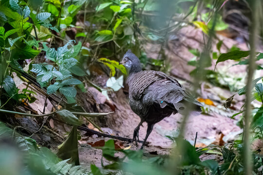 grey peacock-pheasant or Polyplectron bicalcaratum, also known as Burmese peacock-pheasant, Dehing Patkai, Assam, India
