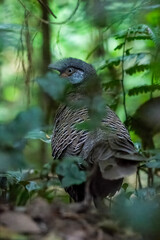 grey peacock-pheasant or Polyplectron bicalcaratum, also known as Burmese peacock-pheasant, Dehing Patkai, Assam, India