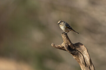 Yellow-rumped warbler perched on a tree branch