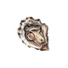 Fototapeta premium Intricate Oyster Shell: A close-up of an open oyster shell, showcasing its complex, layered patterns, textures, and the glistening pearl within, capturing the essence of marine delicacy.