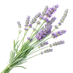 Fototapeta premium Fresh Lavender Bouquet: Purple Flowers, Green Stems, Isolated on White Background, Closeup, Natural Image