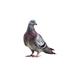 Naklejka premium Pigeon Portrait: A regal pigeon stands in profile, showcasing its iridescent plumage and alert gaze, set against a stark background, highlighting its natural beauty.