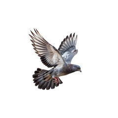 Obraz premium Pigeon in Flight: A stunning shot of a pigeon in mid-flight, its wings elegantly outstretched against a background, showcasing the beauty of urban wildlife.
