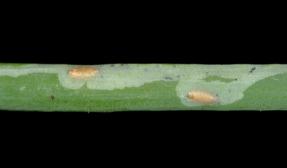 Phytomyza gymnostoma, common name onion leaf miner or allium leafminer, is a species of  agricultural pest, specialising in crops in the Allium genus. These plants include onions, leeks, and garlic.