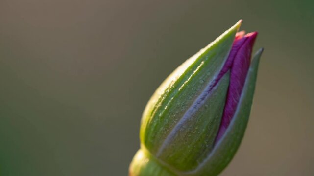 Blooming beauty. Time-lapse of a vibrant purple flower bud opening into a stunning full blossom. Macro view of nature's delicate transformation process in vivid detail