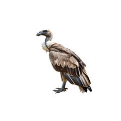 Obraz premium Vulture's Vigil: A solitary vulture stands poised, showcasing its distinctive plumage and keen gaze, an embodiment of nature's resilience and the circle of life.