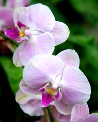 Obraz na płótnie Canvas pink orchid on green background