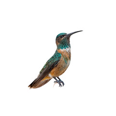 Fototapeta premium Hummingbird Perched: A captivating hummingbird, resplendent with vibrant plumage and delicate features, perches gracefully, its slender beak poised as if ready to sip nectar.