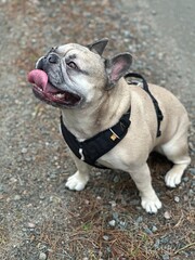 french bulldog puppy
