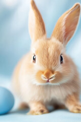 Charming Close-Up: Adorable Fluffy Baby Bunny with Delicate Features and Soft Fur in Pastel Background