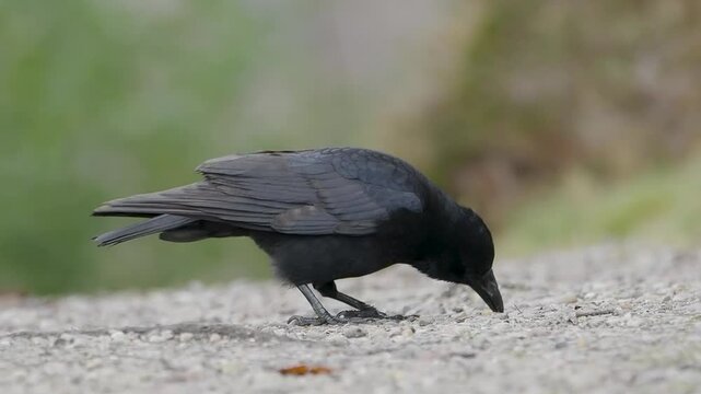 Slow Motion of a Carrion Crow Feeding on the Ground