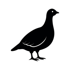 silhouette of pigeon vector illustration