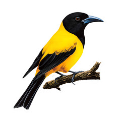 Naklejka premium Bird, Yellow Backed, Amazon, Pantanal, Forest, Amazon Rainforest, Nature, Art, Image, with Transparent Background PNG, for Stickers, T-Shirt Print, Cap, Mug, Flip Flops, Mousepad, Transparent PNG