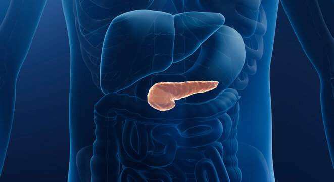 Pancreas