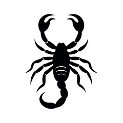 scorpion isolated on white background