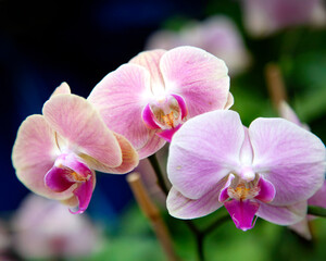 Obraz premium Pink and lavender orchid with blurred background