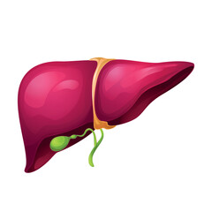 Human liver organ. Internal organ anatomy. Vector illustration on white background