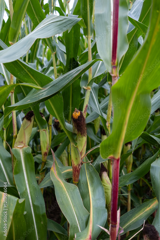 Poster a stalk of corn with a bug on it