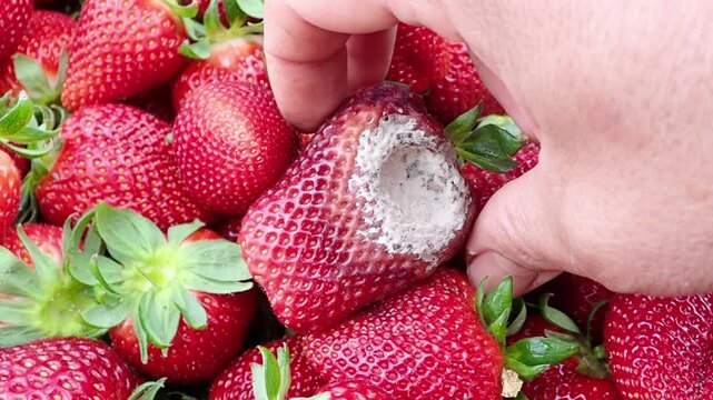 Rotten strawberries in the hands of a man who lifts them from a strawberry box, Strawberry fruit with white spot fungus. Gardening, horticulture and organic agriculture concept, Rotten strawberries.