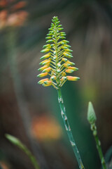 A close-up photo of an Aloe Vera flower.