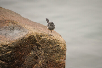A photo of an Ashy Flycatcher bird perched on a rock.