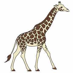 Obraz premium giraffe isolated on white