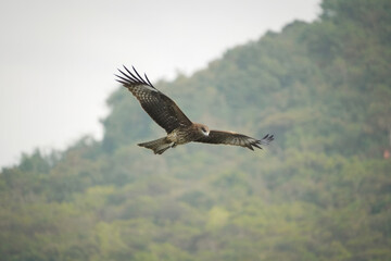 A close-up photo of a Black Kite bird in flight.