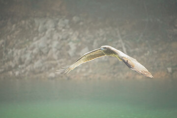 A close-up photo of a Black Kite bird in flight.