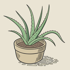aloe vera plant in pot