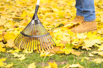 Man gathering fallen leaves with fan rake outdoors, closeup