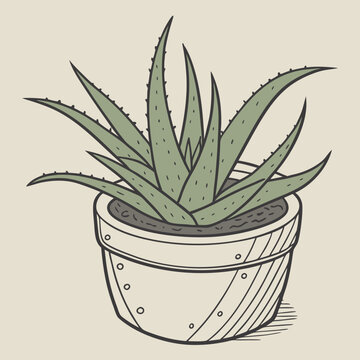 aloe vera plant in pot drawing clip art preview