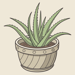 aloe vera in a pot