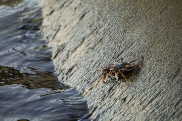 A photo of a crab clinging on a concrete seawall.
