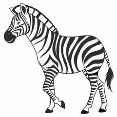 zebra isolated on white