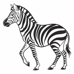 zebra vector illustration