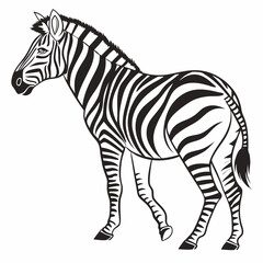 zebra vector illustration