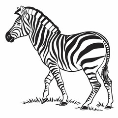 zebra vector illustration