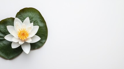Obraz premium A serene white lotus flower rests on a green leaf, set against a minimalist white background, symbolizing purity and tranquility.