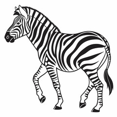 zebra vector illustration