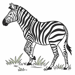 zebra vector illustration