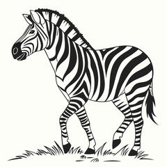 zebra cartoon isolated on white