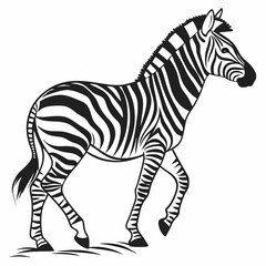 zebra vector illustration