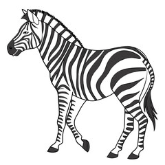 zebra vector illustration