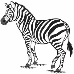 zebra vector illustration