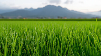 Fototapeta premium Lush green rice fields stretch towards majestic mountains under a cloudy sky, creating a serene and picturesque agricultural landscape.