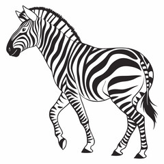 zebra vector illustration